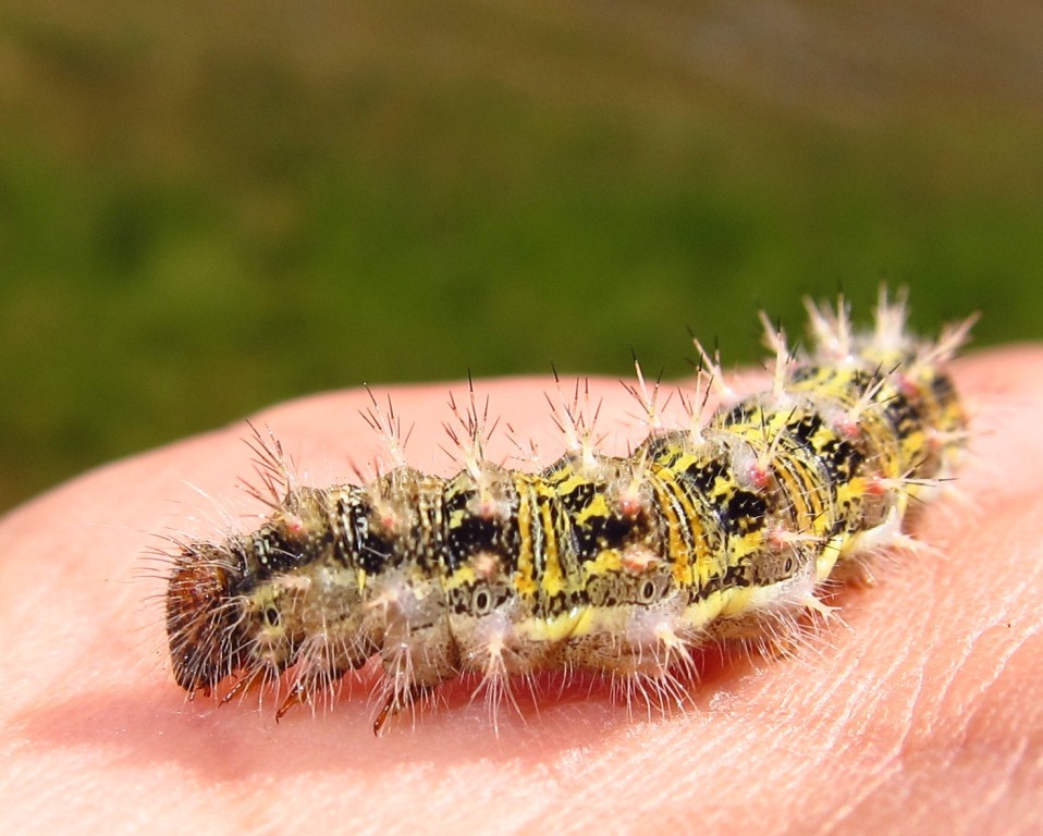 Bruco da identificare